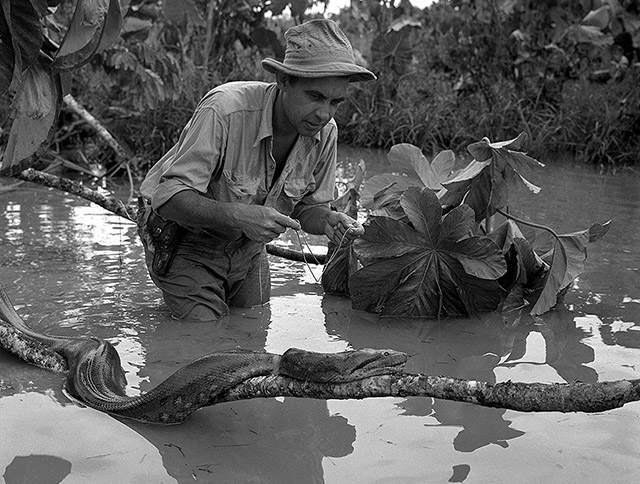 Rolf Blomberg, naturalist. Ecuadorian Amazon, ca. 1950.